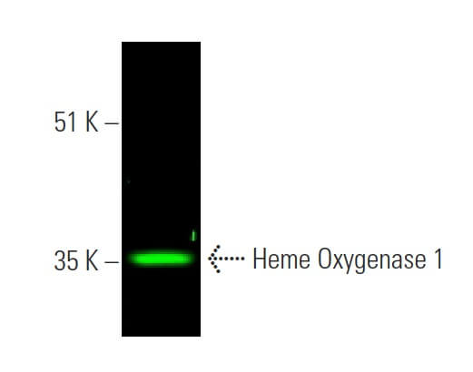 Heme Oxygenase 1/HMOX1 Antibody (A-3) | SCBT - Santa Cruz