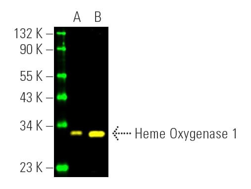 Heme Oxygenase 1/HMOX1 Antibody (A-3) | SCBT - Santa Cruz