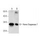 western blotting image from recommended Heme Oxygenase 1/HMOX1 (A-3) monoclonal antibody replacement. Image 286131