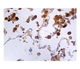 クレページ Heme Oxygenase 1 (A-3) Antibody sc-136960 from Santa Cruz