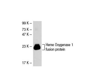 Heme Oxygenase 1/HMOX1 Antibody (D-8) | SCBT - Santa Cruz