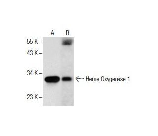 Heme Oxygenase 1/HMOX1 Antibody (D-8) - Western Blotting - Image 286132 