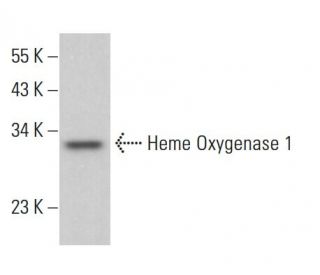 クレページ Heme Oxygenase 1 (A-3) Antibody sc-136960 from Santa Cruz
