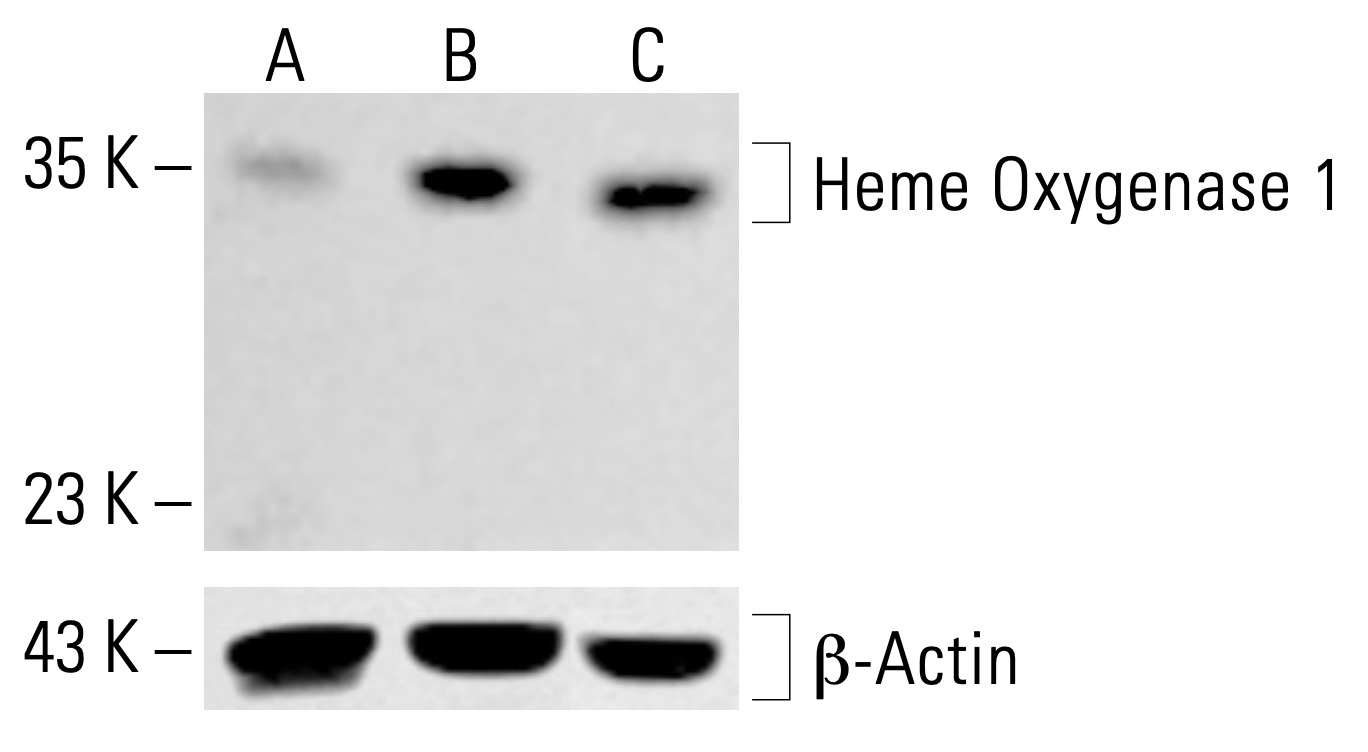 Heme Oxygenase 1/HMOX1 Antibody (D-8) | SCBT - Santa Cruz