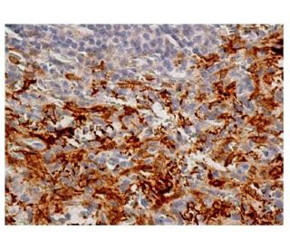 Heme Oxygenase 1/HMOX1 Antibody (F-4) - Immunohistochemistry - Image 351518 
