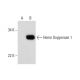 Heme Oxygenase 1/HMOX1 Antibody (F-4) - Western Blotting - Image 291847 
