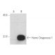 Heme Oxygenase 1/HMOX1 Antibody (F-4) - Western Blotting - Image 389403