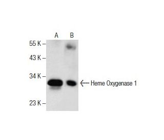 western blotting image from recommended Heme Oxygenase 1/HMOX1 (A-3) monoclonal antibody replacement. Image 286131