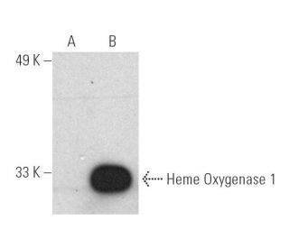 Heme Oxygenase 1/HMOX1 Antibody (F-4) - Western Blotting - Image 389403