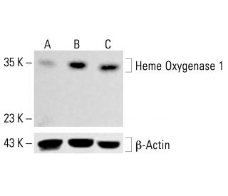 Heme Oxygenase 1/HMOX1 Antibody (D-8) - Western Blotting - Image 413464
