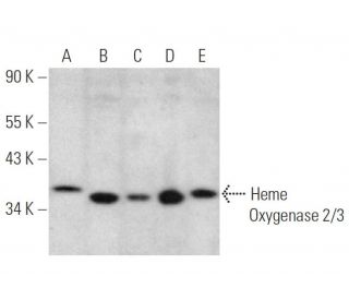 Heme Oxygenase 2/3 Antibody (A-3) - Western Blotting - Image 351998 