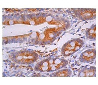 Heme Oxygenase 2/3 Antibody (B-4) - Immunohistochemistry - Image 351517 
