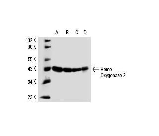 Heme Oxygenase 2 Antibody (B-3) - Western Blotting - Image 15217 