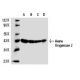  image from recommended Heme Oxygenase 2 (B-3) monoclonal antibody replacement. Image 15217