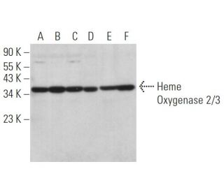 Heme Oxygenase 2/3 Antibody (B-4) - Western Blotting - Image 373046