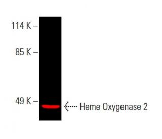 Heme Oxygenase 2 Antibody (B-3) - Western Blotting - Image 387005