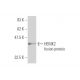 HEMK2 Antibody (1C4) - Western Blotting - Image 349567