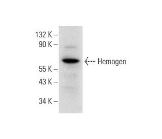 Hemogen Antibody (C-5) - Western Blotting - Image 331195