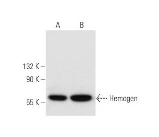 Hemogen Antibody (C-7) - Western Blotting - Image 332783 