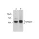 Hemogen Antibody (G-2) - Western Blotting - Image 284503 