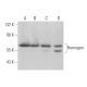 Hemogen Antibody (G-2) - Western Blotting - Image 367638