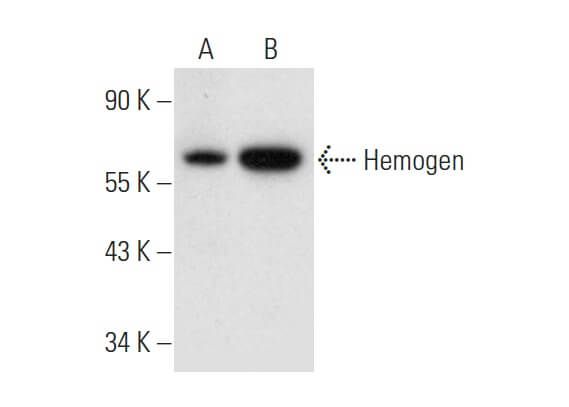 Hemogen Antibody (H-1) | SCBT - Santa Cruz Biotechnology