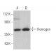 Hemogen Antibody (H-1) - Western Blotting - Image 367606 