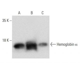western blotting image from recommended Hemoglobin &alpha; (D-4) monoclonal antibody replacement. Image 318597