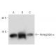 western blotting image from recommended Hemoglobin α (D-4) monoclonal antibody replacement. Image 318597