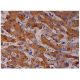 Hemoglobin β Antibody (18) - Immunohistochemistry - Image 287092 