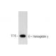 Hemoglobin γ Antibody (B-4) - Western Blotting - Image 284408