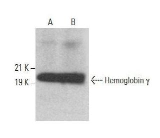 Hemoglobin &gamma; Antibody (B-4) - Western Blotting - Image 354036 