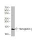 Hemoglobin ζ Antibody (C-1B3) - Western Blotting - Image 34632