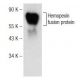 Hemopexin Antibody (F-12) - Western Blotting - Image 146466 