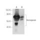 Hemopexin Antibody (F-12) - Western Blotting - Image 389878 