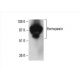 Hemopexin Antibody (F-12) - Western Blotting - Image 394370