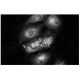 Hep B preS2 Antibody (S 26) - Immunofluorescence - Image 12259 