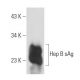 Hep B sAg Antibody (1023) - Western Blotting - Image 17233