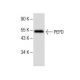PEPD Antibody (A-3) - Western Blotting - Image 285395