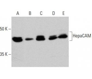 HepaCAM Antibody (B-7) - Western Blotting - Image 354291 