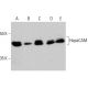HepaCAM Antibody (B-7) - Western Blotting - Image 354291 