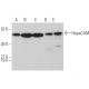 HepaCAM Antibody (B-7) - Western Blotting - Image 371095