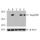 HepaCAM Antibody (B-7) - Western Blotting - Image 416059