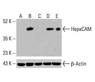 HepaCAM Antibody (B-7) - Western Blotting - Image 416059