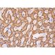 Hepatocyte Specific Antigen Antibody (OCH1E5) - Immunohistochemistry - Image 385398