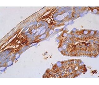 Hephaestin Antibody (C-8) - Immunohistochemistry - Image 386040 