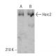 Herc2 Antibody (A-5) - Western Blotting - Image 380171 