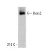 Herc2 Antibody (A-5) - Western Blotting - Image 380174