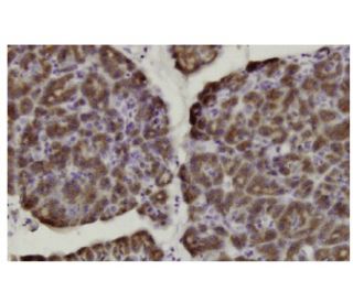 Herc3 Antibody (37.2) - Immunohistochemistry - Image 36131