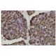 Herc3 Antibody (37.2) - Immunohistochemistry - Image 36131